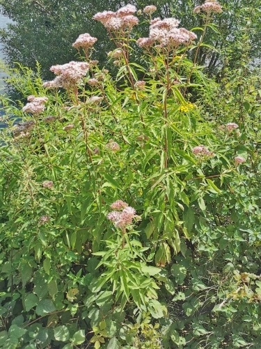 Wasserdost rot - Eupatorium purpureum